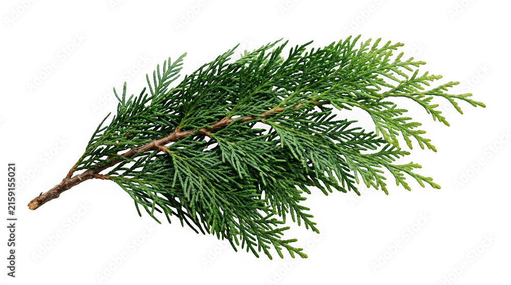 Fototapeta premium Green cedar branch isolated on transparent background
