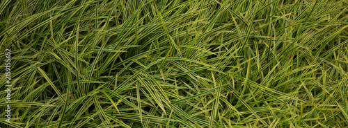 Photography A close-up of green grass texture, Singapore