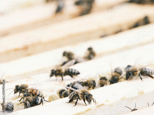 Observing bees diligently working in a sustainable apiary, these pollinators demonstrate their vital role in nature, surrounded by wooden frames filled with honeycomb