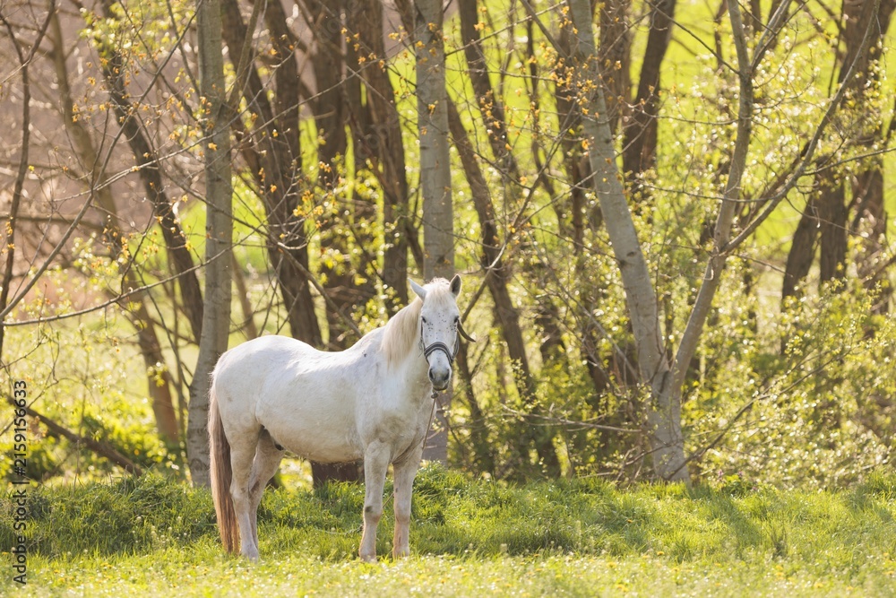 Fototapeta premium A serene white horse stands gracefully in a vibrant green meadow, surrounded by delicate trees reflecting the gentle light of a spring afternoon, embodying natural beauty and tranquility