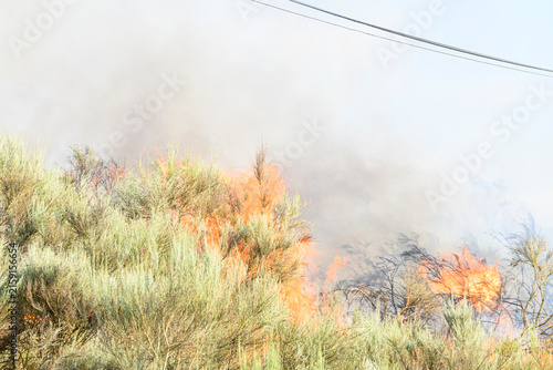 Dangerous wildfire burning through green bushes and scrubland on a hot summer day