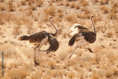 Photography pair of ostriches running 451