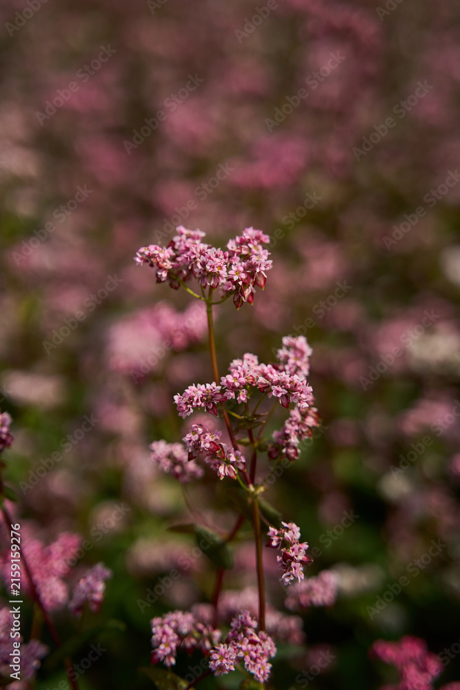 Fototapeta premium Pink Wildflower Stems Blooming In Blurred Meadow With Soft Bokeh And Dark Green Background.