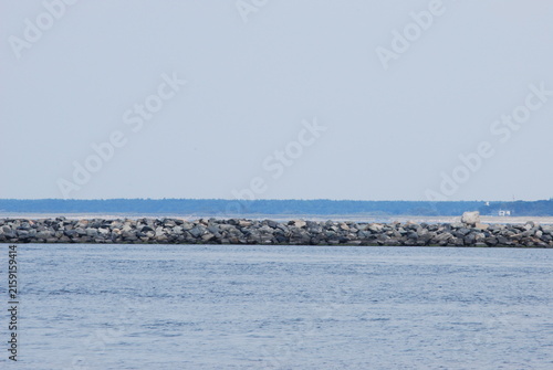 seagulls on the beach