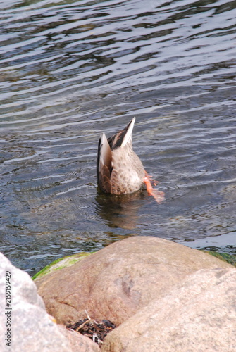 duck in the water