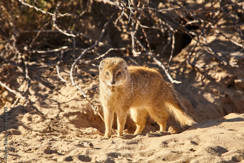 Quadro su tela yellow mongoose, Cynictis penicillata, in front of the burrow, close 955