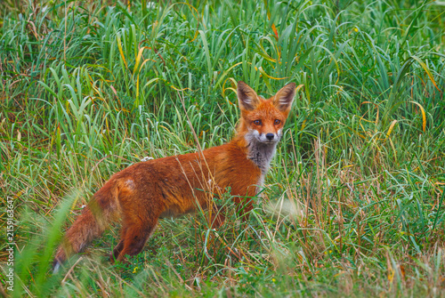 Cuadro en lienzo Mammals - European Red Fox - Vulpes vulpes