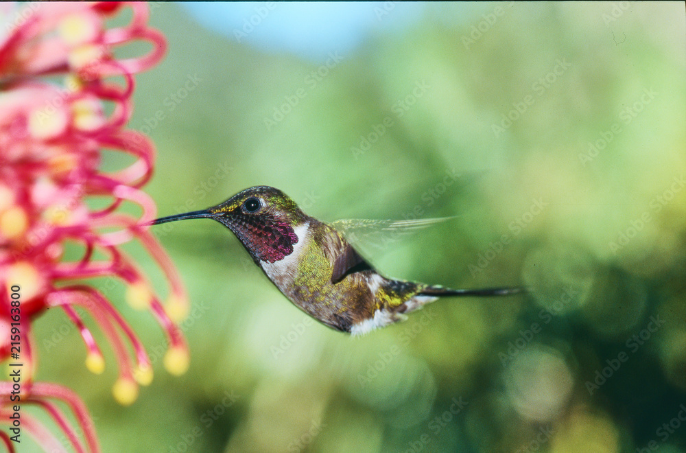 Naklejka premium hummingbird amethyst woodstar, Calliphlox amestystina, feeding on a flower 95a