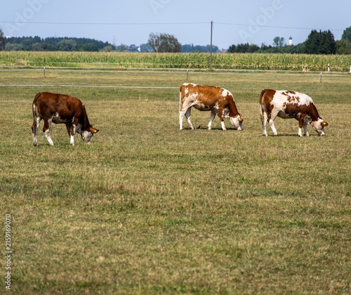 Dürre und Landwirtschaft