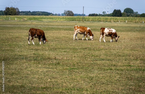 Dürre und Landwirtschaft