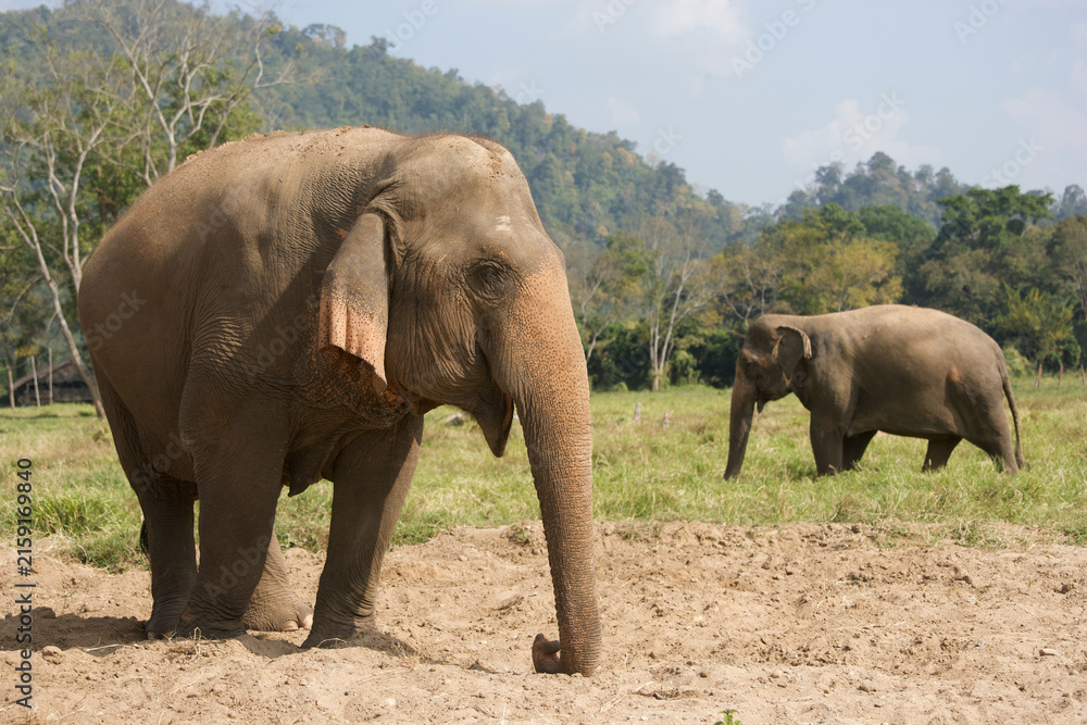 Fototapeta premium Asian elephants in Thailand