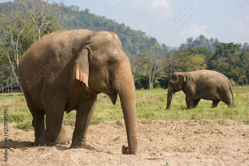 Photography Asian elephants in Thailand