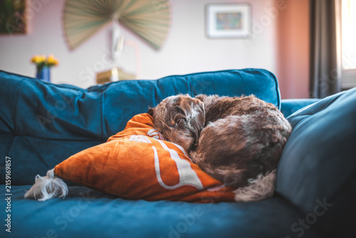 Canvastavla Cozy wirehaired dog curled up asleep on a plush blue sofa with an orange pillow