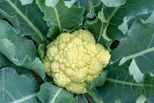 Fresh White Cauliflower Vegetable in Farm Field for Organic Agriculture Food Branding