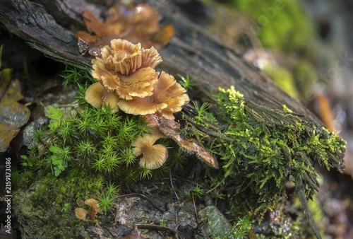Bicoloured deceiver mushroom, laccaria bicolor, lacquer funnel, bicoloured lacquer funnel, fungi, fungi, mushrooms
