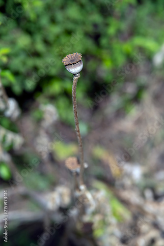 Photography dried flower in the garden, nacka, sverige,sweden,stockholm, summer,