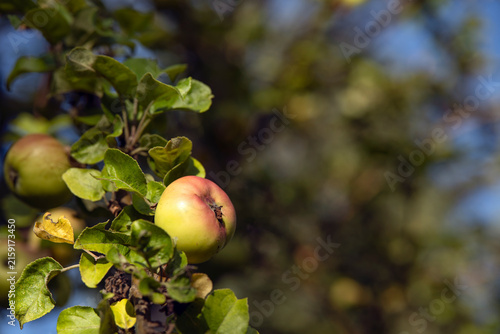 Canvas Print apples on a tree, nacka, sverige,sweden,stockholm, summer,
