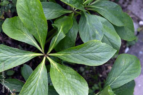 Photography close up of green leaves, nacka, sverige,sweden,stockholm, summer,