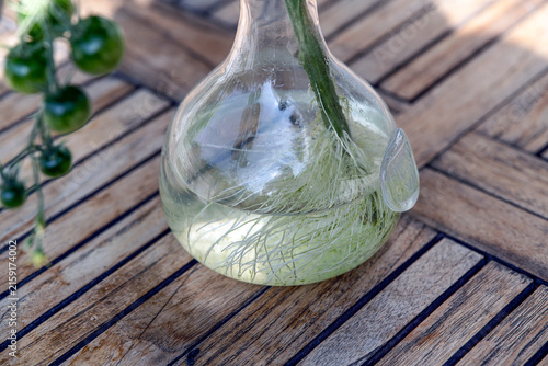 Photography green onion in a glass jar, nacka, sverige,sweden,stockholm, summer,