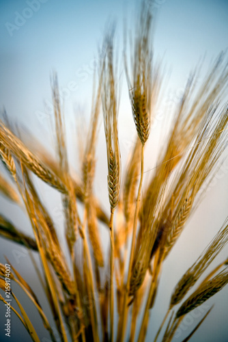 Photography field of wheat, nacka, sverige,sweden,stockholm, summer,