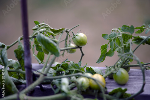 Photography tomatoes in the garden, nacka, sverige,sweden,stockholm, summer,
