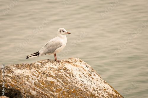 Bild auf Leinwand Mouette blanche perchée sur un rocher au bord du lac de Neuchâtel, avec une surface d'eau calme en arrière-plan