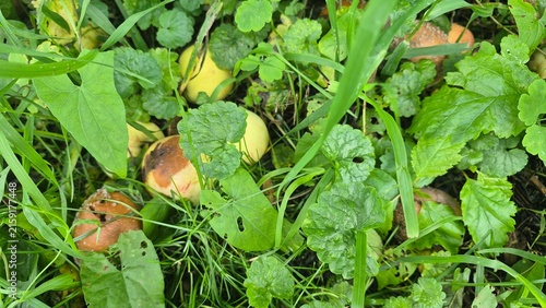 Close up of rotting fallen apples in green grass and weeds. Spoiled unharvested fruit on the ground. Organic decay in nature