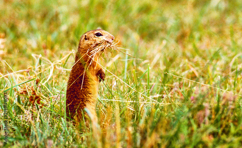 Картината върху платно common ground squirrel collecting hay 580
