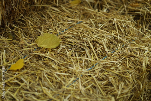 Obraz na plátně Leaves mix with straw on the ground in a rural area during autumn