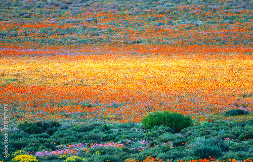 blooming desert in spring of namaqualand, south africa
