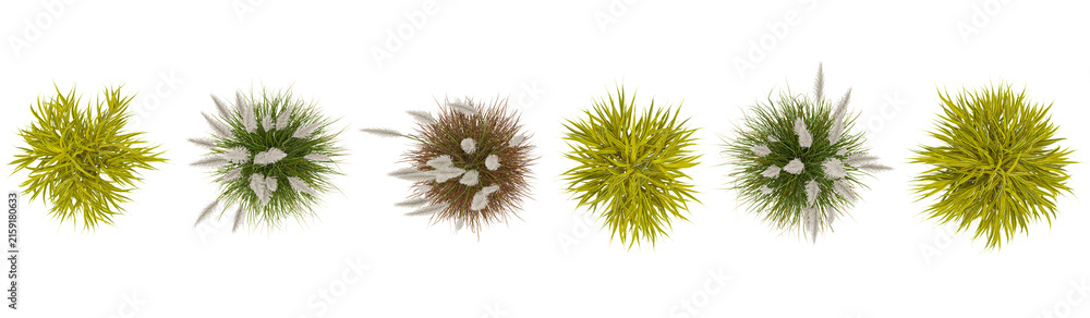 Fototapeta premium 3d illustration of Cortaderia,Hakonechloa grass on transparent background from the top view