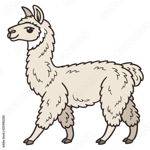 Fluffy llama standing, cute of a south american camelid isolated on a white background, animal