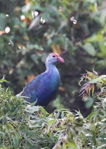 Purple Swamphen Perched on Tree Branch – Rare and Unusual Wetland Bird Sighting. A remarkable wildlife photograph of a Purple Swamphen (Porphyrio porphyrio) perched on a tree branch.