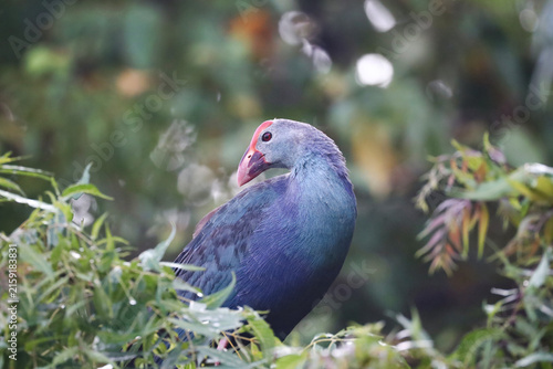 Purple Swamphen Perched on Tree Branch – Rare and Unusual Wetland Bird Sighting. A remarkable wildlife photograph of a Purple Swamphen (Porphyrio porphyrio) perched on a tree branch.