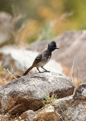Red-Vented Bulbul Perched on Small Rock – Indian Bird Wildlife Photography. A beautiful wildlife photograph of a Red-Vented Bulbul (Pycnonotus cafer) perched alertly on a small rock.
