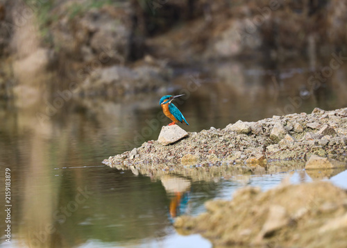 Common Kingfisher Perched on Mud Hump in Lake – Colorful Water Birds in Natural Habitat. A beautiful wildlife photograph of a Common Kingfishers (Alcedo atthis) perched on a small mud hump.
