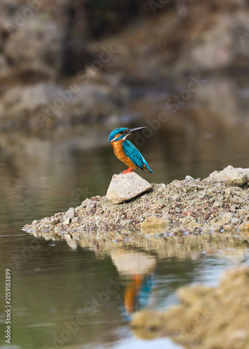 Common Kingfisher Perched on Mud Hump in Lake – Colorful Water Birds in Natural Habitat. A beautiful wildlife photograph of a Common Kingfishers (Alcedo atthis) perched on a small mud hump.