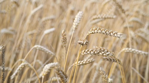 Ripe wheat in the field, close-up shot. Wheat ears swaying in the wind. Harvest and agriculture theme.