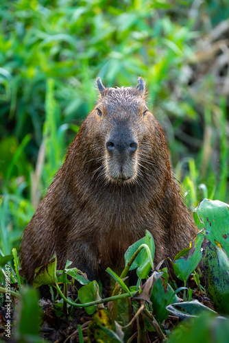 Fotografie Symmetrical Portrait of a Capybara Surrounding by Green Vegetation