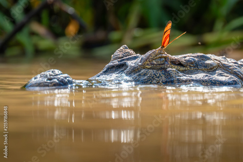 Caiman in River Water with an Orange Butterfly Resting on its Head