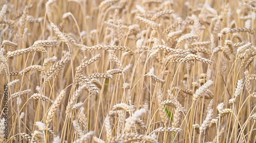 Ripe wheat in the field, close-up shot. Wheat ears swaying in the wind. Harvest and agriculture theme.