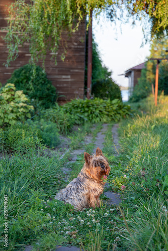 Obraz na płótnie Small Australian Terrier dog sitting on a garden path near wooden country house outdoors