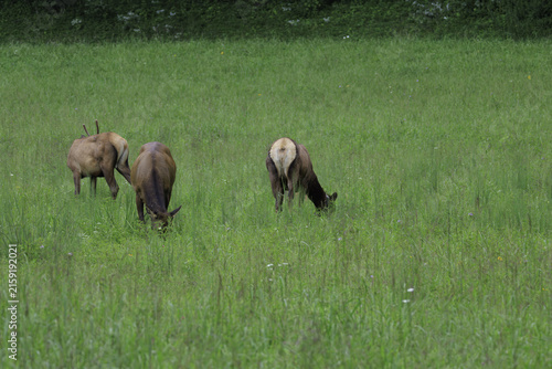 ELK IN THE SMOKEYS