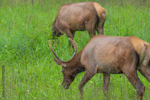 ELK IN THE SMOKEYS