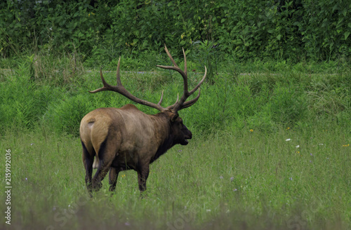 ELK IN THE SMOKEYS
