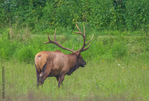ELK IN THE SMOKEYS