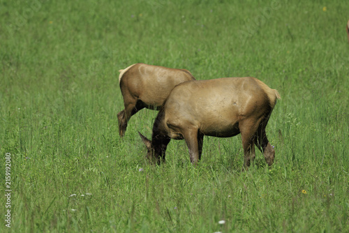 ELK IN THE SMOKEYS