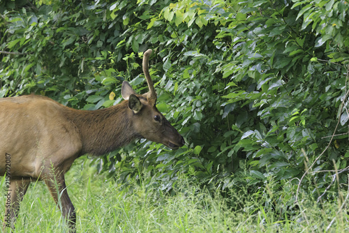 ELK IN THE SMOKEYS