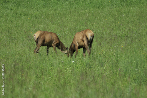 ELK