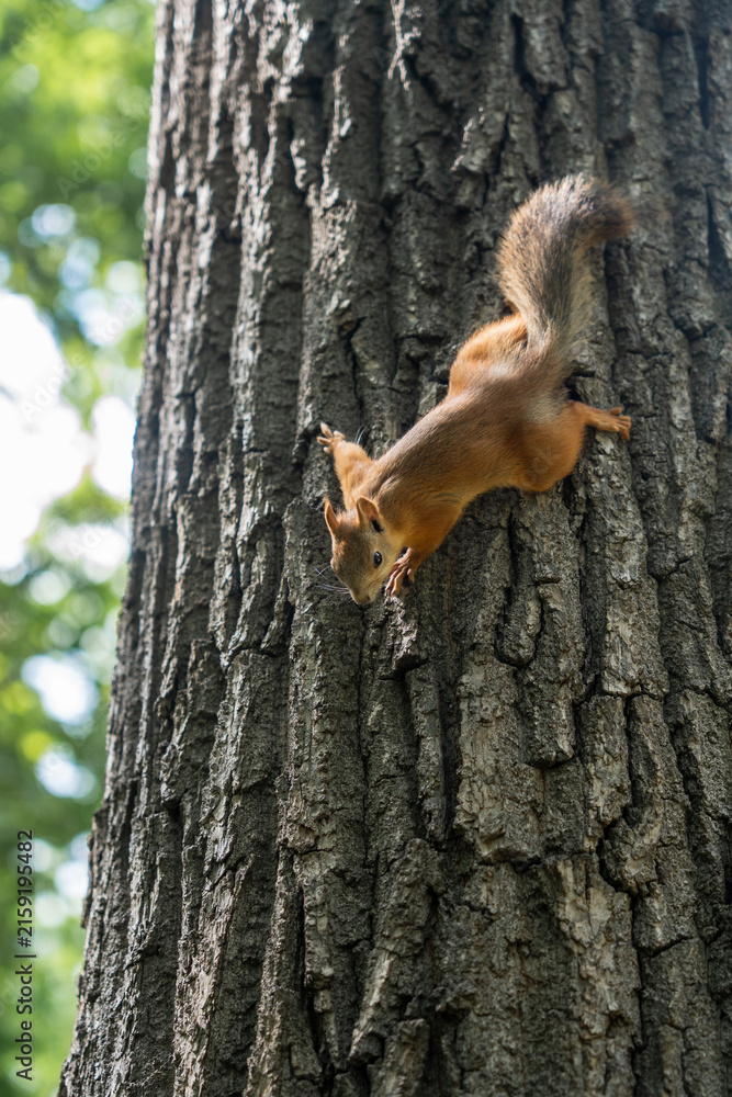 Obraz premium Red squirrel climbing textured tree trunk in sunlit park.